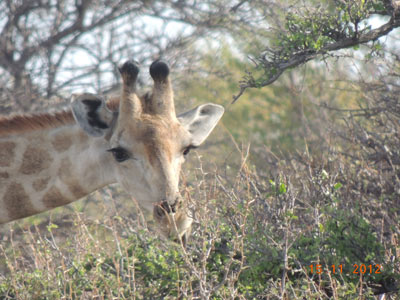 ©Guy D. - Tous Droits réservés Voyage en Namibie de Guy D.
