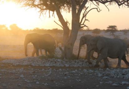 Voyage en Namibie de Céline
