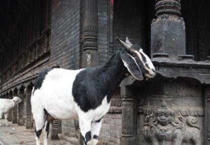 Voyage au Népal de Catherine