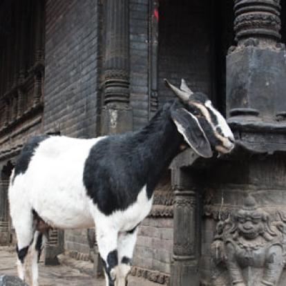 Voyage au Népal de Catherine