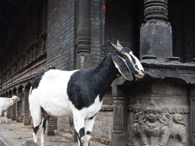 Voyage au Népal de Catherine