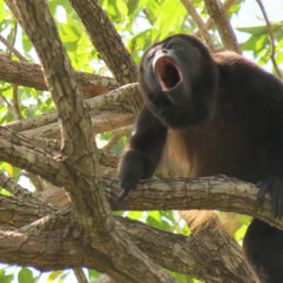 ©Anne M. - Tous Droits Réservés Voyage au Nicaragua d'Anne et Claude