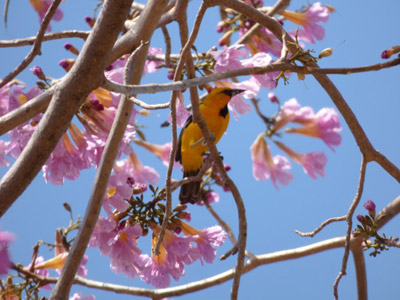 ©Denis M. - Tous Droits réservés Voyage au Nicaragua du Groupe de Denis