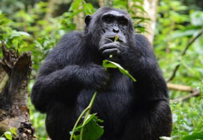 Voyage en Ouganda de Sandra