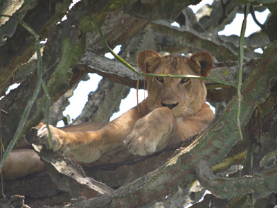 Voyage en Ouganda de Sandra