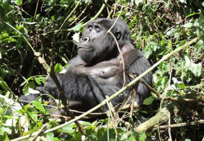 Voyage en Ouganda de Sandra