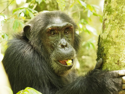 ©Bernard D.T. - Tous Droits réservés Voyage en Ouganda de Bernard et Dominique