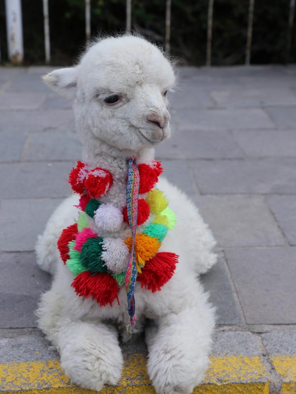 Voyage au Pérou de Dominique, Françoise et Patrick