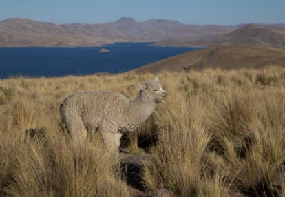 Voyage au Pérou de Fanny