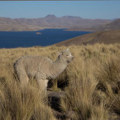 Voyage au Pérou de Fanny