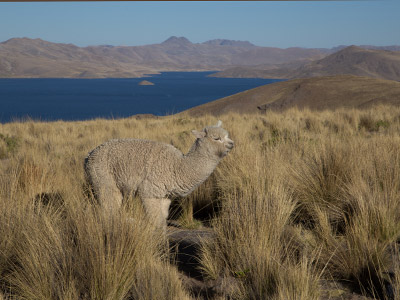 Voyage au Pérou de Fanny
