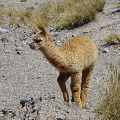 Voyage au Pérou  d'Elisabeth