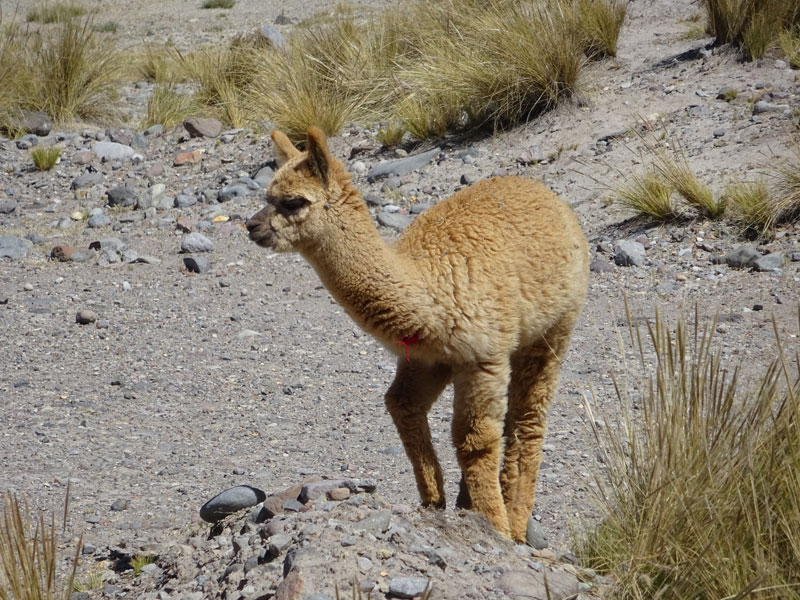Voyage au Pérou  d'Elisabeth