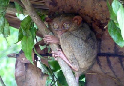 Voyage aux Philippines - Avis de Priscilla