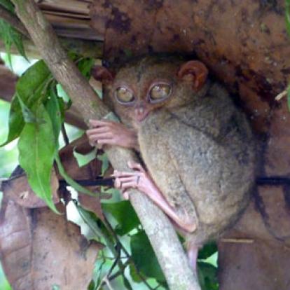 Voyage aux Philippines - Avis de Priscilla