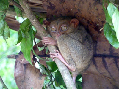 Voyage aux Philippines - Avis de Priscilla