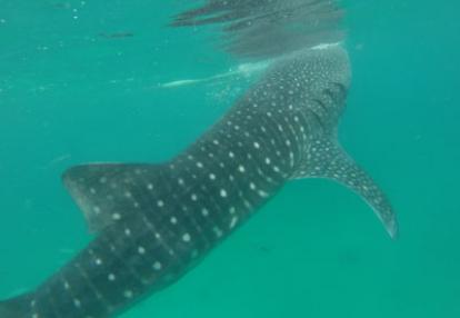 Voyage aux Philippines - Avis de Priscilla