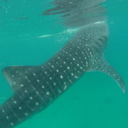 Voyage aux Philippines - Avis de Priscilla