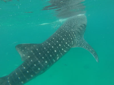 Voyage aux Philippines - Avis de Priscilla