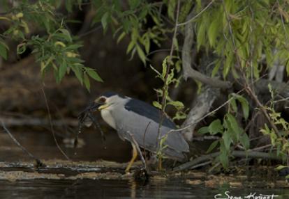 Voyage en Roumanie de Serge