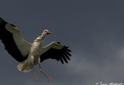 cigogne blanche  Voyage en Roumanie de Serge