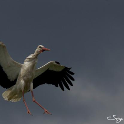 Cigogne Blanche Voyage en Roumanie de Serge
