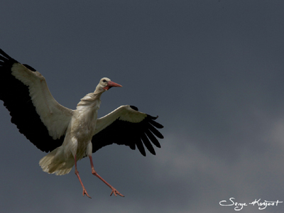 cigogne blanche  Voyage en Roumanie de Serge