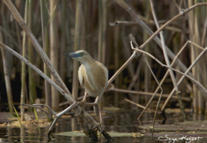 Voyage en Roumanie de Serge