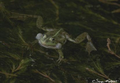 grenouille verte Voyage en Roumanie de Serge