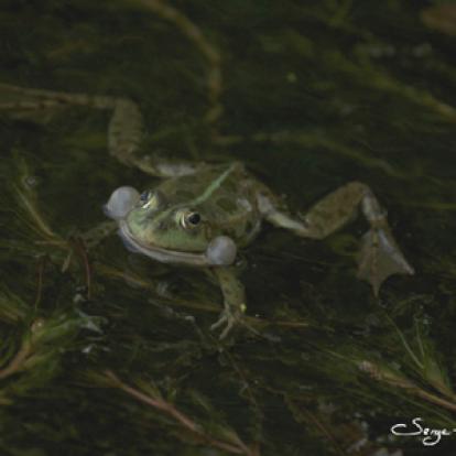 Grenouille Verte Voyage en Roumanie de Serge
