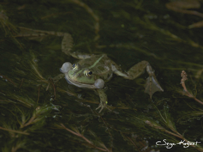 grenouille verte  Voyage en Roumanie de Serge