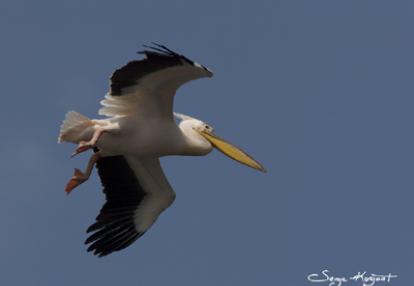 Voyage en Roumanie de Serge