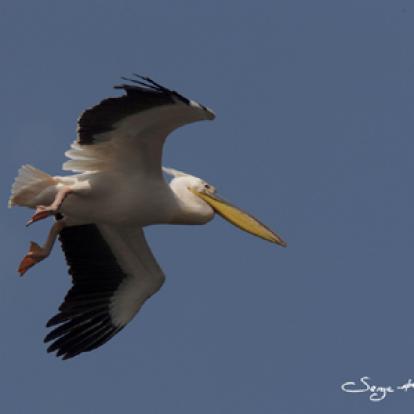 Pélican Blanc Voyage en Roumanie de Serge
