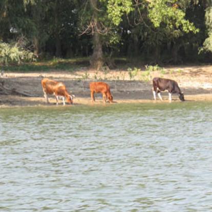 Voyage en Roumanie de Flore