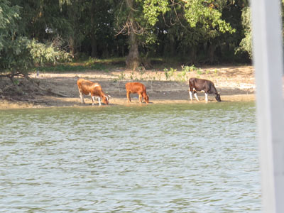 Voyage en Roumanie de Flore
