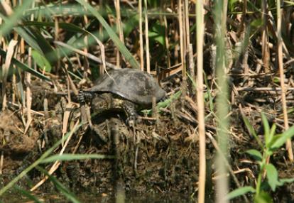 Voyage en Roumanie de guy