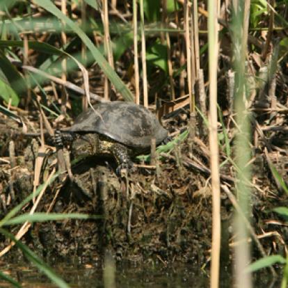 Voyage en Roumanie de guy