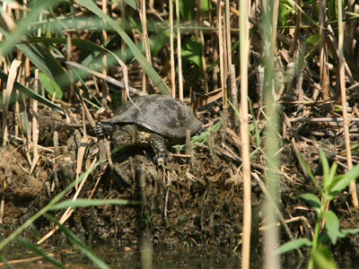 Voyage en Roumanie de guy