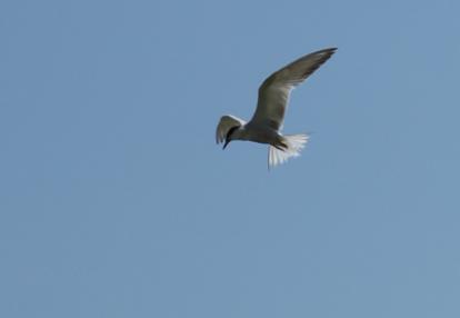 Voyage en Roumanie de guy