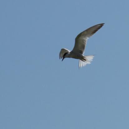 Voyage en Roumanie de guy