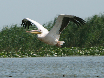 Voyage en Roumanie de guy