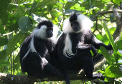 Voyage au Rwanda de Valérie