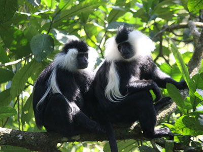 Voyage au Rwanda de Valérie