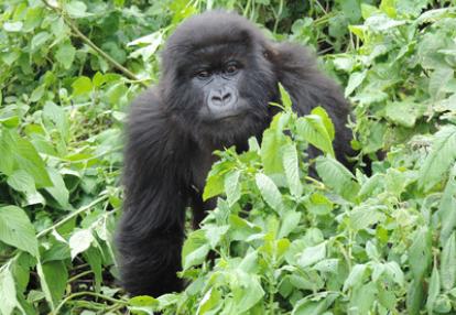 Voyage au Rwanda d'Olivier