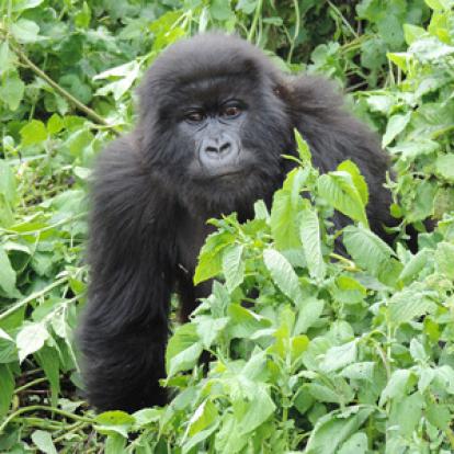 Voyage au Rwanda d'Olivier