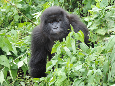 Voyage au Rwanda d'Olivier