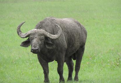 Voyage au Rwanda d'Olivier