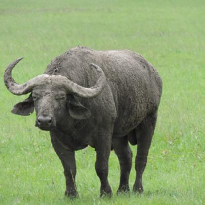 Voyage au Rwanda d'Olivier