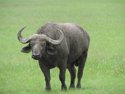 Voyage au Rwanda d'Olivier