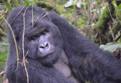 Voyage au Rwanda d'Olivier